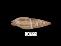 藏品(鐵灰筆螺 )的圖片